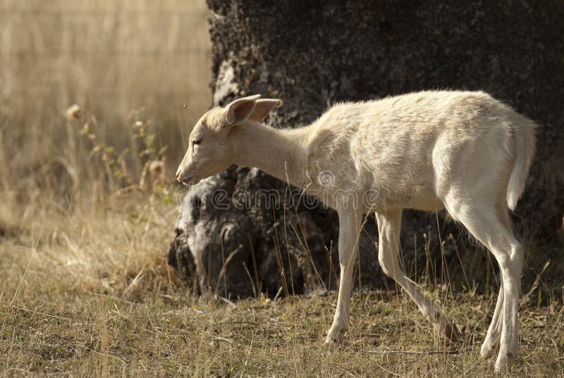 I träda Deers, Damadama, Spanien, albino royaltyfri bild I träda Deers, Damadama, Spanien, albino royaltyfri bild