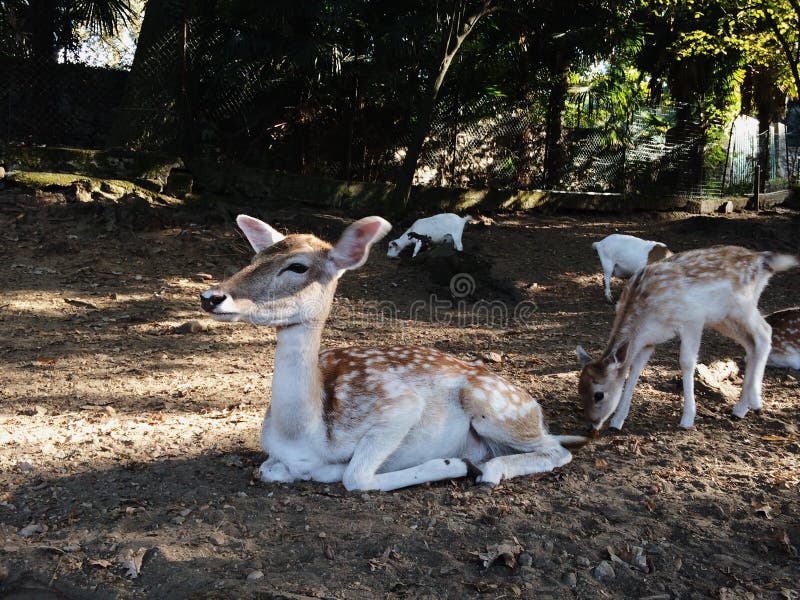 I träda deers i höst parkerar royaltyfria bilder I träda deers i höst parkerar royaltyfria bilder