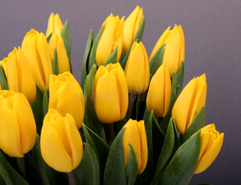 Bulbose A Fioritura Primaverile