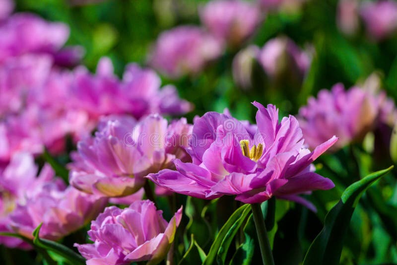 I tulipani viola si chiudono su nei giardini dell'Olanda, fiori di tempo di molla immagine stock libera da diritti I tulipani viola si chiudono su nei giardini dell'Olanda, fiori di tempo di molla immagine stock libera da diritti