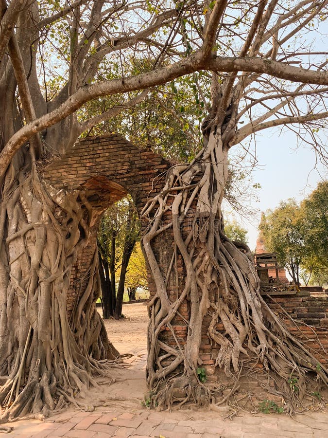 I vecchi precedenti del tronco di albero immagini stock I vecchi precedenti del tronco di albero immagini stock