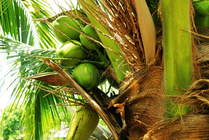Green Coconut Fruits on Tree 2 Stock Image - Image of japan, flower ...