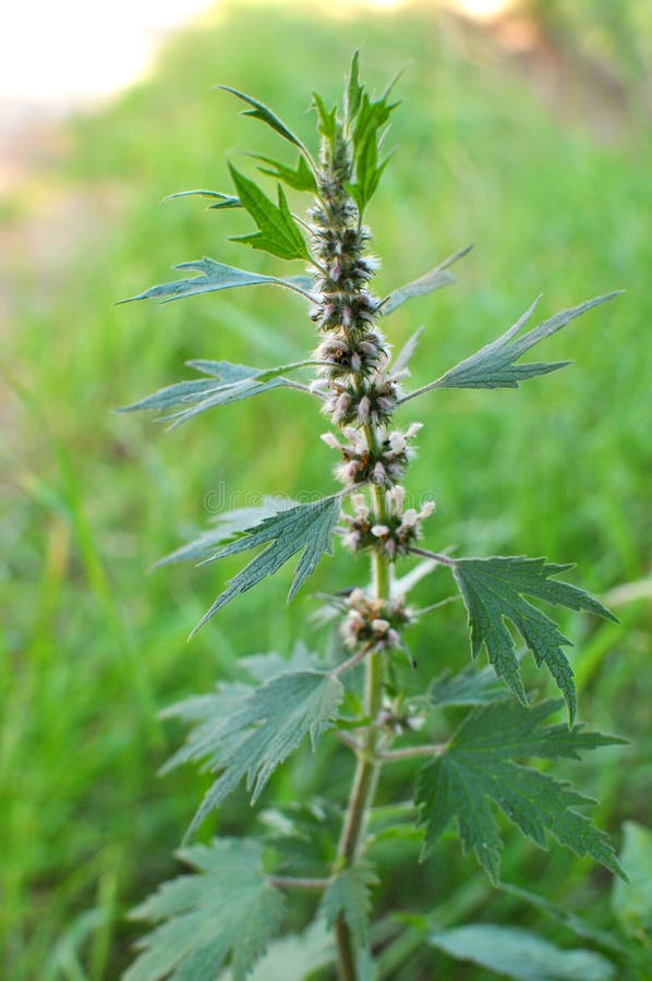 I ängen bland örterna växer hundsköldpaddan med fivebldad leonurus quinquelobatus. I ängen mellan örtgroddar och blommor är hundsköldpadda fivebldad leonurus quinquelobatus