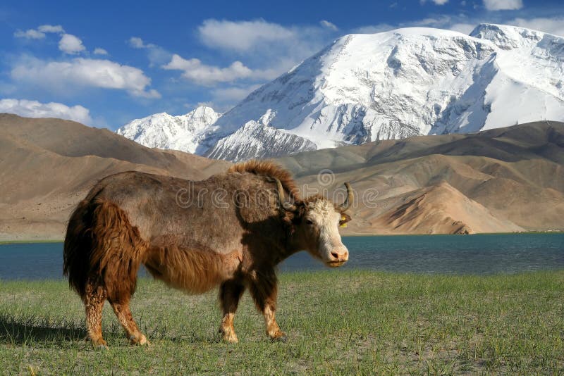 Big yak on the shore of Kara Kul lake in Karakorum China. Big yak on the shore of Kara Kul lake in Karakorum China