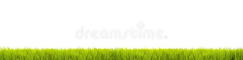 Iarbă verde : panorama mare de iarbă verde proaspătă, ca bordură cu cadru, într-un fond alb, fără sudură, de fond alb royalty free stock photography