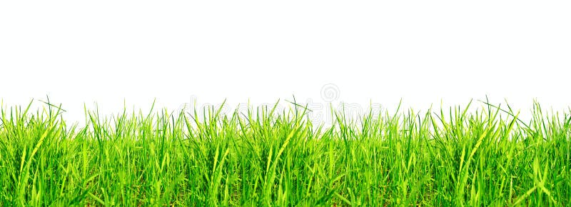Iarbă verde pe alb stock photo