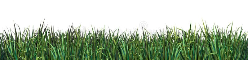 Iarbă verde pe fond alb stock photos