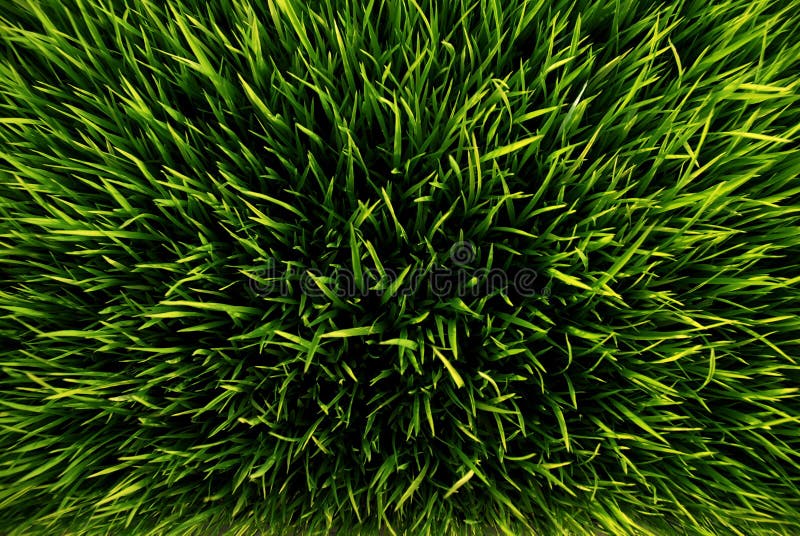 Iarbă verde royalty free stock image