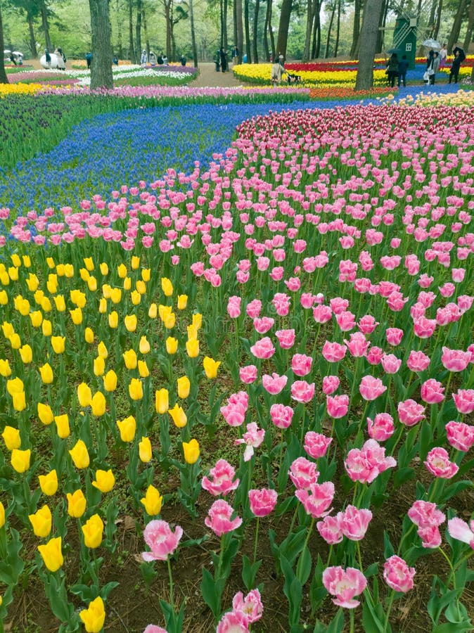 Ibaraki, Japan-April 16, 2018 : Tourists are Admiring Tulips in ...