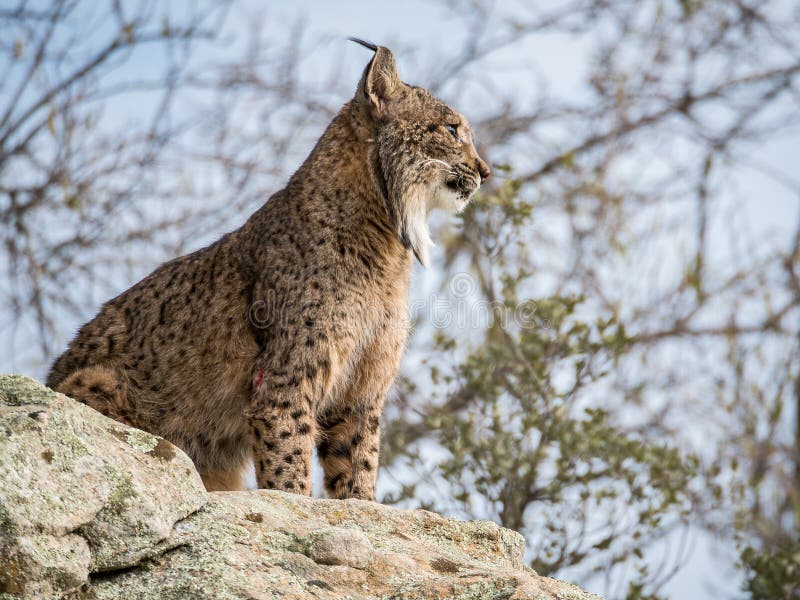 Iberian lynx ( Lynx pardinus ) standing on a rock royalty free stock image Iberian lynx ( Lynx pardinus ) standing on a rock royalty free stock image
