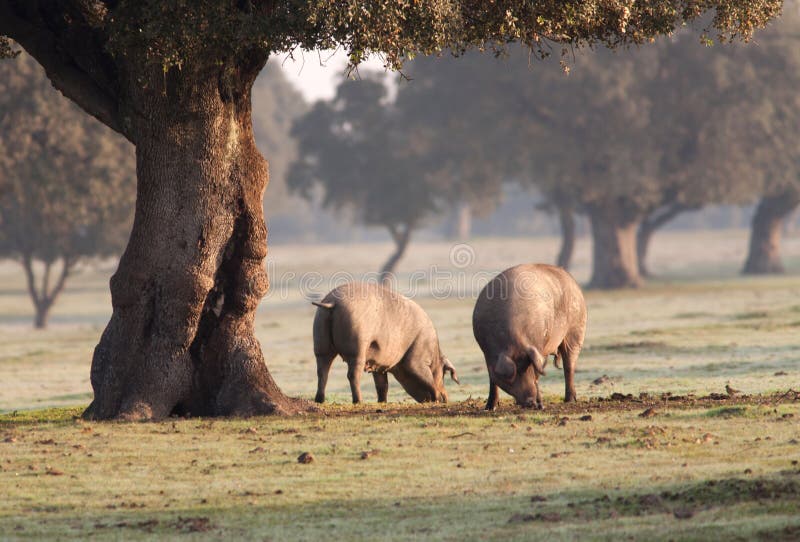 Iberian pig in the meadow