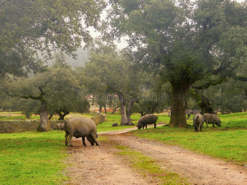 Iberian pig in the meadow