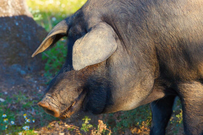 Iberian pig in the meadow