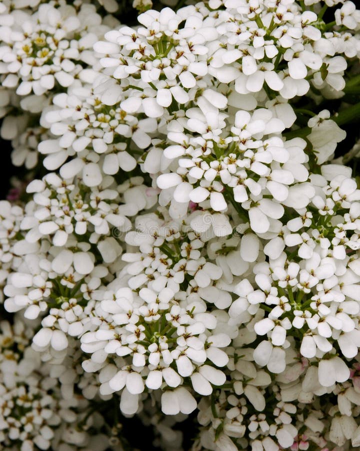 Iberis sempervirens? Schneeflocke? 1 stockfotos