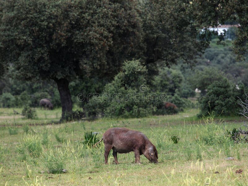 Iberische hamvarkens in dehesa stock foto Iberische hamvarkens in dehesa stock foto
