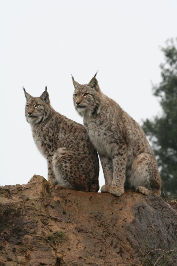 Iberische lynx royalty-vrije stock foto's Iberische lynx royalty-vrije stock foto's