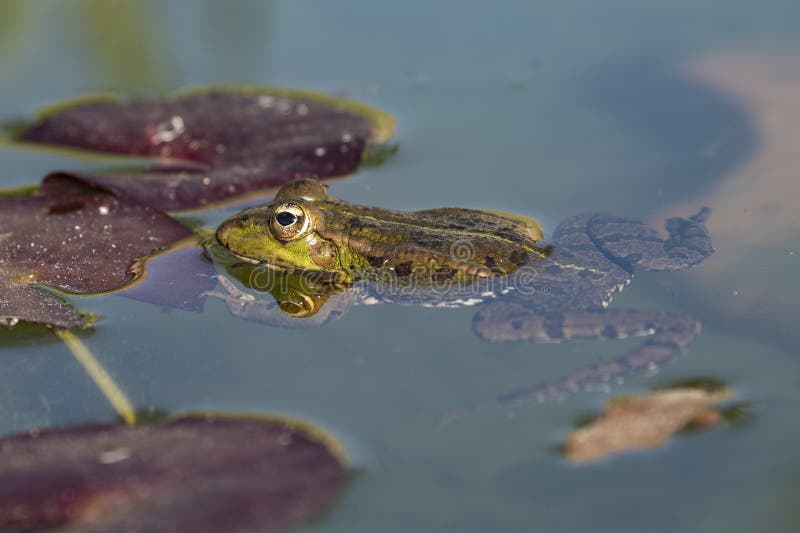 Iberischer Grünfrosch Pelophylax perezi, zwischen Nenufarblättern lizenzfreie stockbilder Iberischer Grünfrosch Pelophylax perezi, zwischen Nenufarblättern lizenzfreie stockbilder