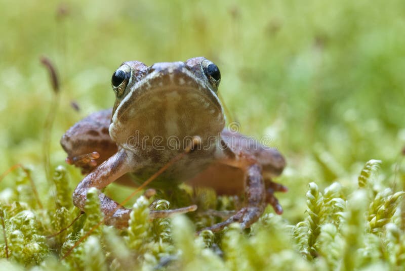 Iberisches Frosch Rana-iberica langbeiniger Frosch stockbilder Iberisches Frosch Rana-iberica langbeiniger Frosch stockbilder