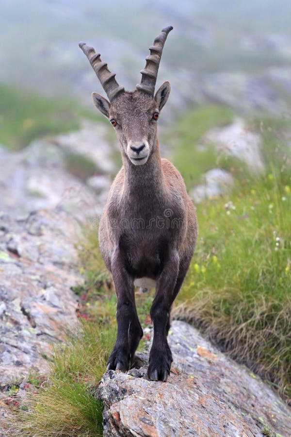 Ibex