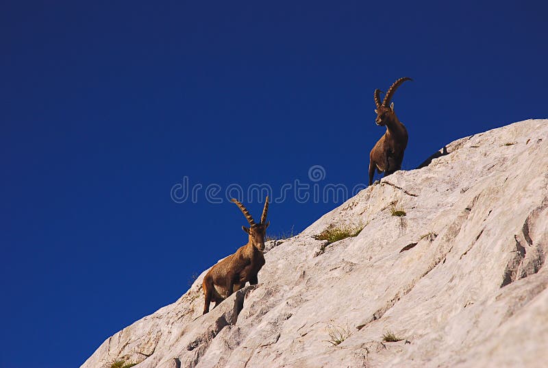Ibex, Dolomites