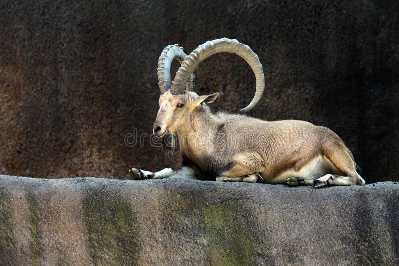 Ibex Goat