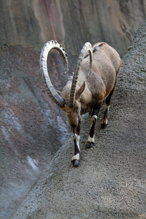 Ibex Goat