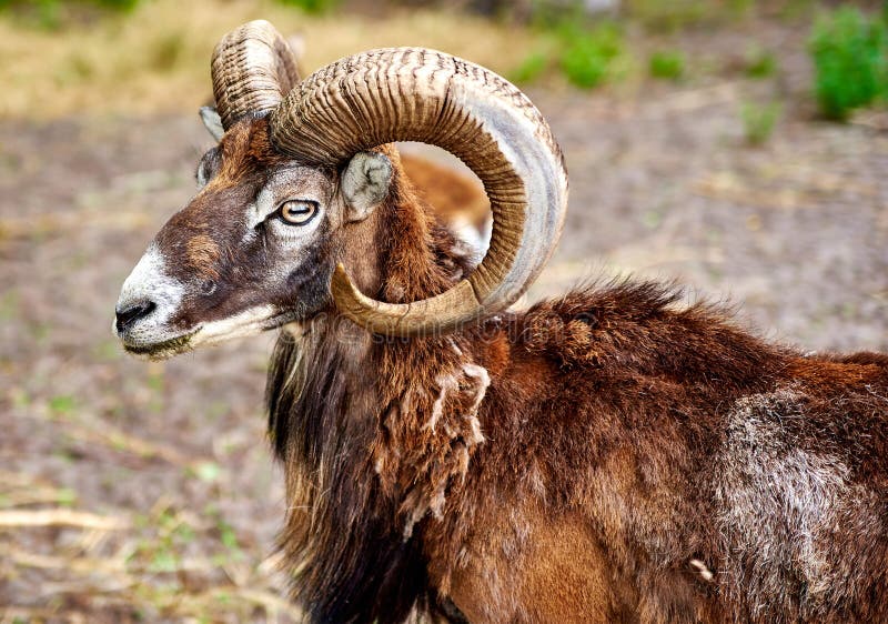 Ibex the Wild Mountain Goat with Amazing Horns Stock Image Image of
