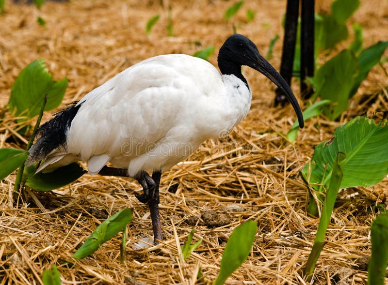 Ibis