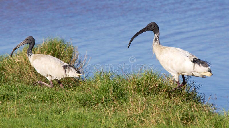 Ibis bianco australiano immagini stock libere da diritti Ibis bianco australiano immagini stock libere da diritti
