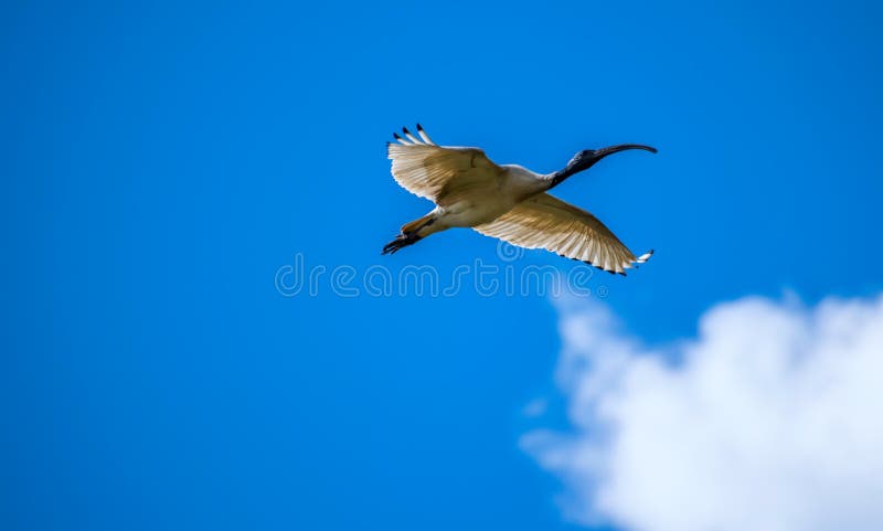 Ibis bianco australiano e bello cielo immagine stock Ibis bianco australiano e bello cielo immagine stock