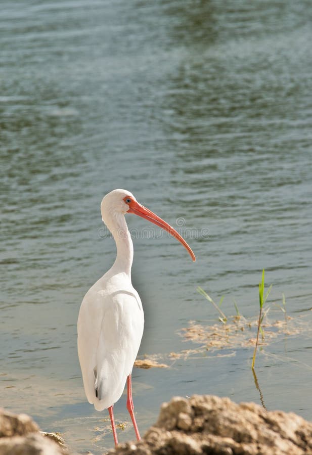 Ibis bianco nella grande prerogativa di Cypruss fotografia stock Ibis bianco nella grande prerogativa di Cypruss fotografia stock