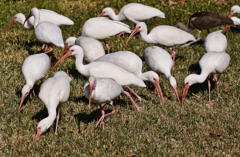 Pájaros Blancos De La Florida Ibis Imagen de archivo Imagen de charca