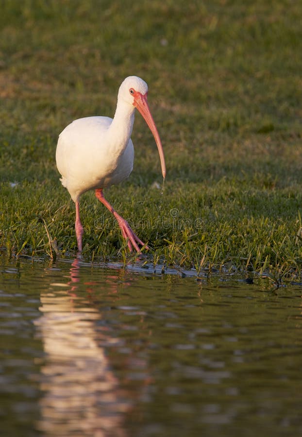 Ibis branco, albus de Eudocimus imagens de stock Ibis branco, albus de Eudocimus imagens de stock