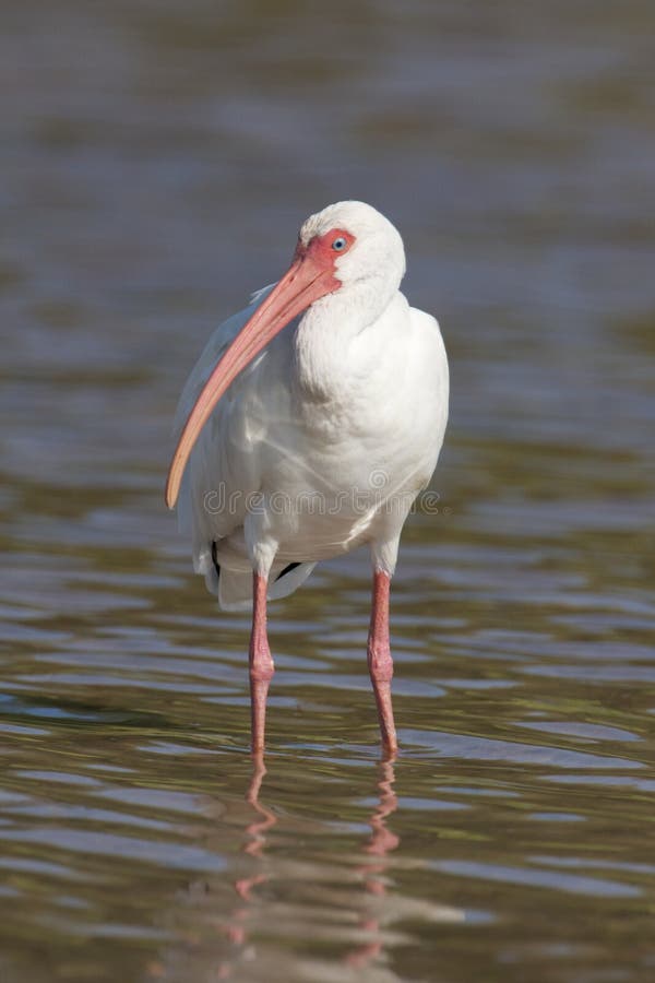 Ibis branco, albus de Eudocimus foto de stock Ibis branco, albus de Eudocimus foto de stock