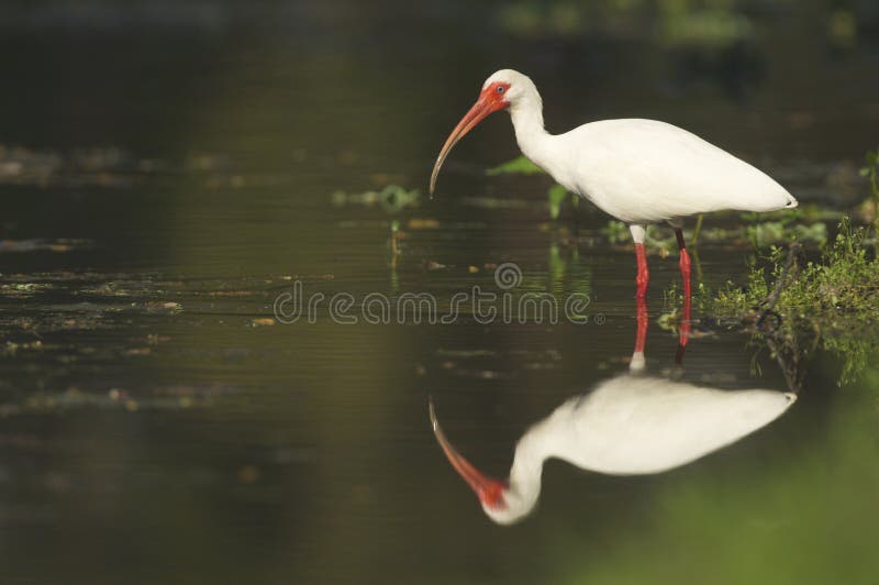 Ibis branco, albus de Eudocimus imagens de stock Ibis branco, albus de Eudocimus imagens de stock
