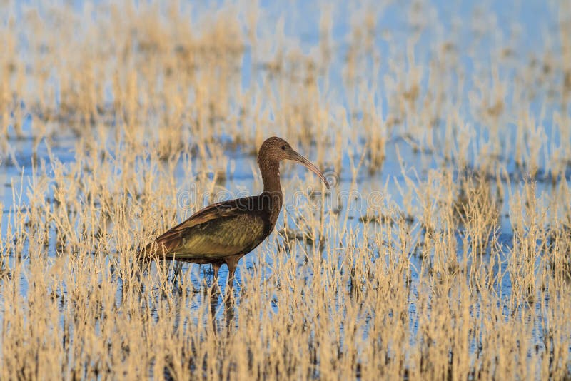 IBIS brillant (falcinellus de plegadis) dans le delta de Danube, Roumanie photos stock IBIS brillant (falcinellus de plegadis) dans le delta de Danube, Roumanie photos stock