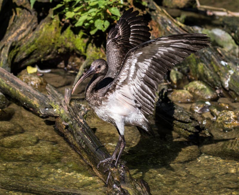 IBIS brillant, falcinellus de Plegadis dans un zoo allemand image libre de droits IBIS brillant, falcinellus de Plegadis dans un zoo allemand image libre de droits