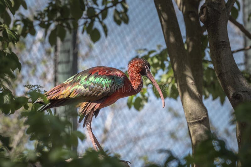 Ibis glacé, Plegadis falcinellus se trouve sur la branche entre les feuilles vertes Paysage naturel Observation d'oiseaux photos stock Ibis glacé, Plegadis falcinellus se trouve sur la branche entre les feuilles vertes Paysage naturel Observation d'oiseaux photos stock