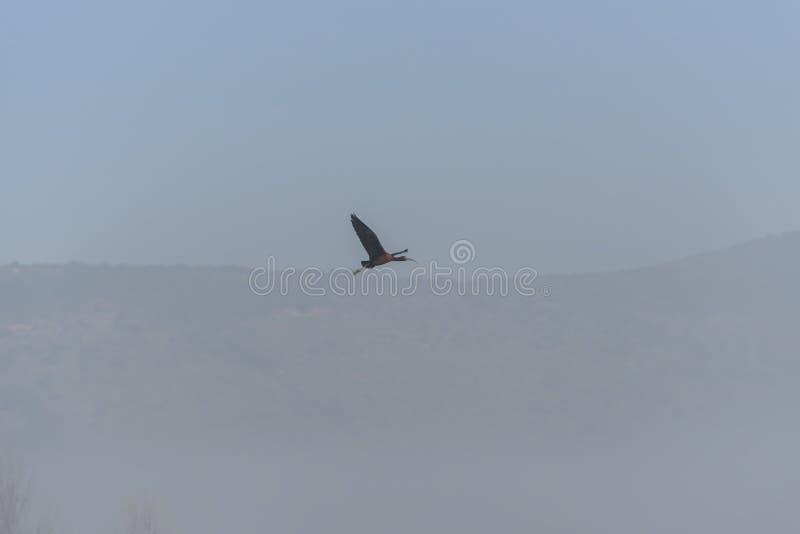 Ibis lucido, falcinellus di Plegadis nel cielo Habitat naturali degli uccelli Bird-watching in valle di hula in Israele immagine stock libera da diritti Ibis lucido, falcinellus di Plegadis nel cielo Habitat naturali degli uccelli Bird-watching in valle di hula in Israele immagine stock libera da diritti