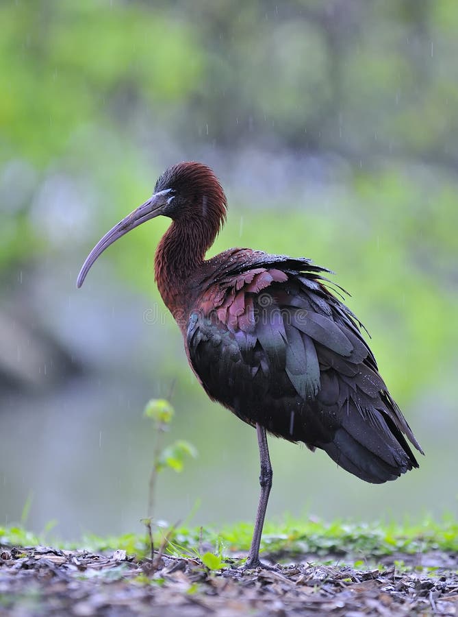 Glossy ibis, Plegadis falcinellus in field. Glossy ibis, Plegadis falcinellus in field.