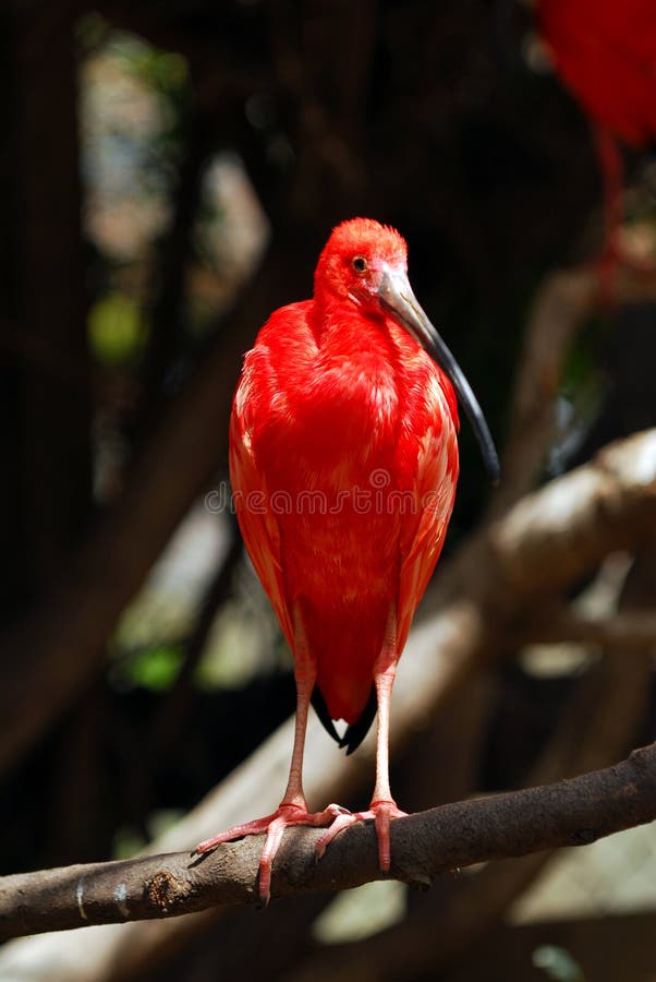 A red ibis standing on a btree branch. A red ibis standing on a btree branch