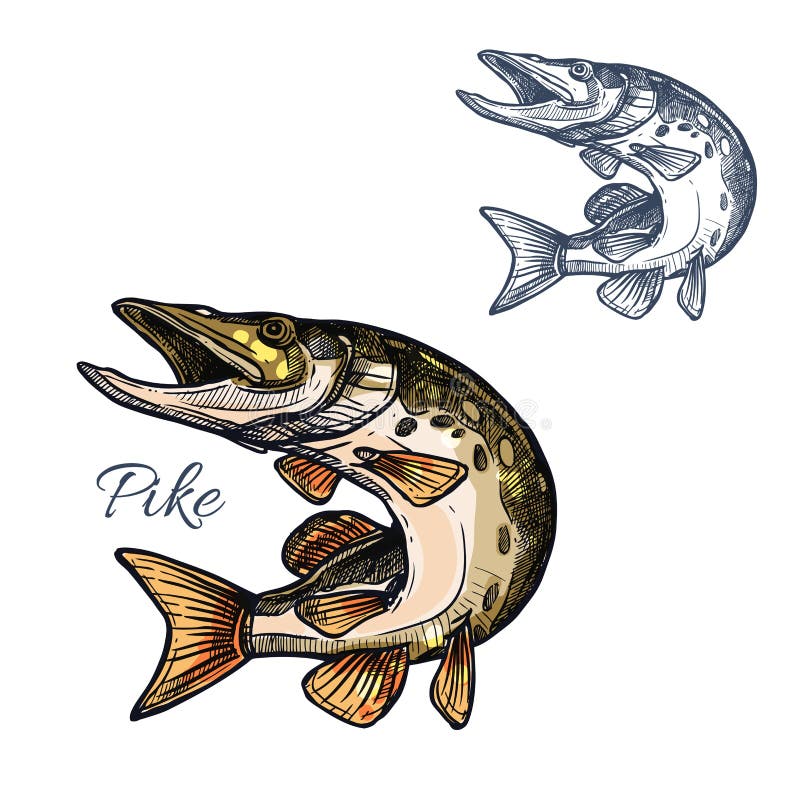 Icône d'isolement par vecteur de croquis de poissons de Pike illustration stock Icône d'isolement par vecteur de croquis de poissons de Pike illustration stock
