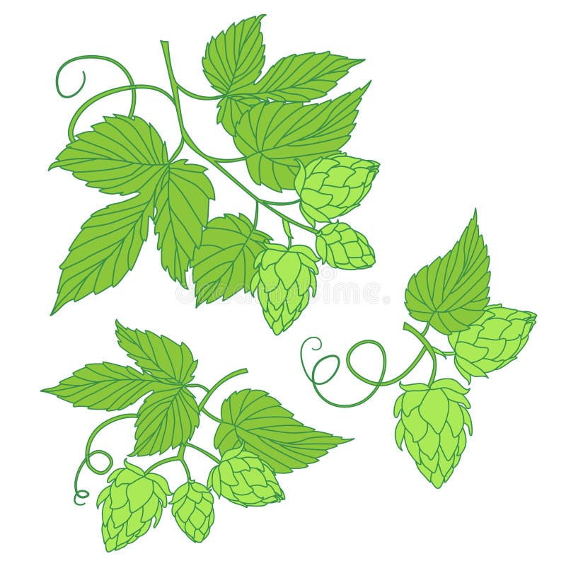 Icône ou logo d'illustration de vecteur d'houblon, idéal pour la bière, bière de malt, a illustration libre de droits Icône ou logo d'illustration de vecteur d'houblon, idéal pour la bière, bière de malt, a illustration libre de droits