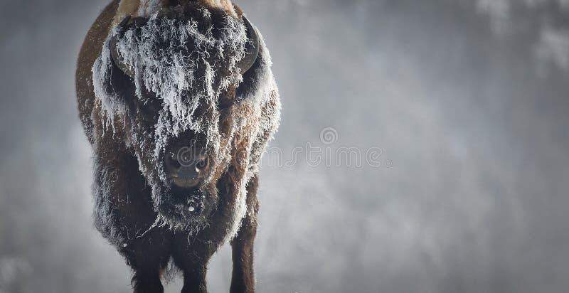 34,730 Bison Stock Photos - Free & Royalty-Free Stock Photos from Dreamstime