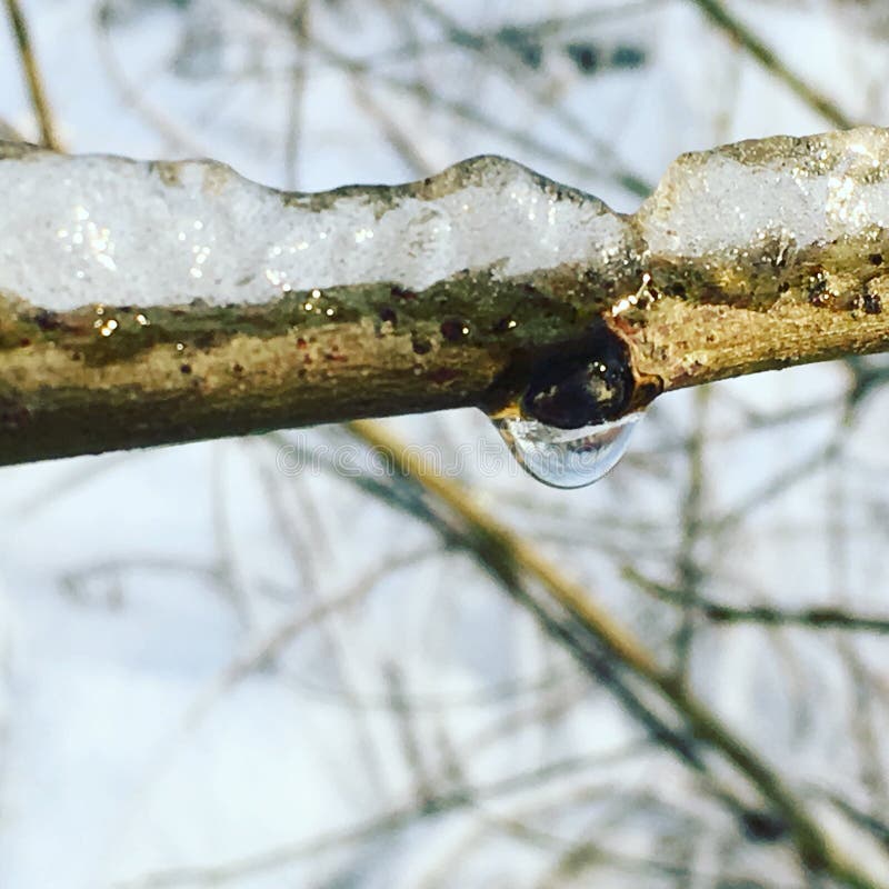 Ice on a branch with an ice drop royalty free stock photo Ice on a branch with an ice drop royalty free stock photo