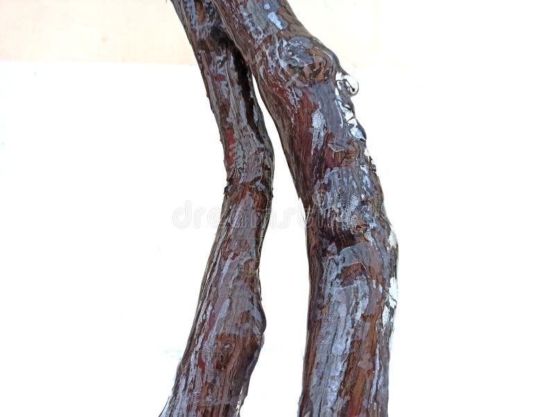 Ice on branch isolated on white background stock photos