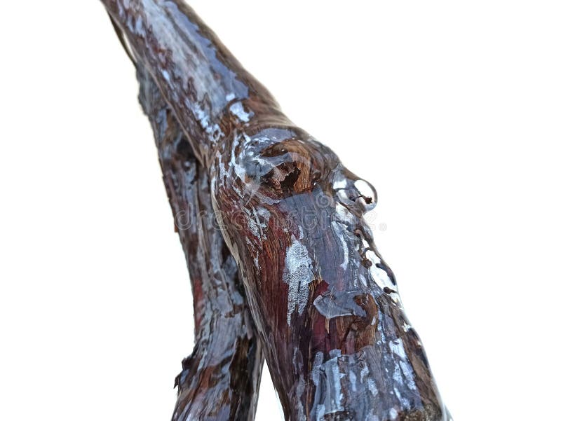 Ice on branch isolated on white background royalty free stock photo