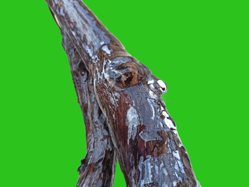 Ice on branch isolated on white background royalty free stock photo