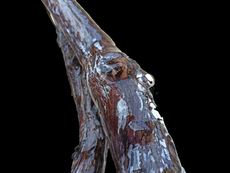 Ice on branch isolated on white background royalty free stock images