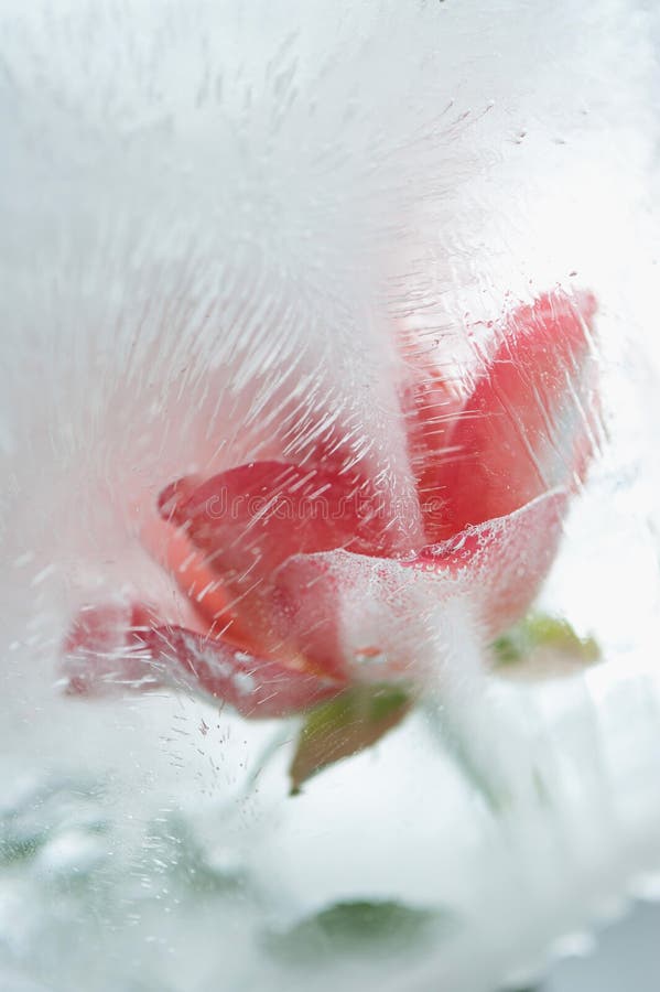 Ice cold rose stock image. Image of cold, iced, focus 37698709